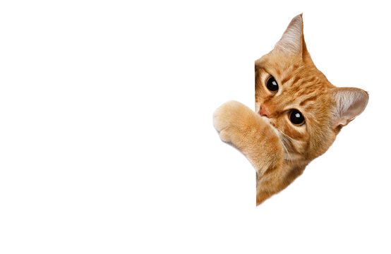 Ginger cat peeks around blank white edge, paw raised playfully, wide amber eyes and tilted ears radiate mischievous curiosity, generous copy space fills frame, isolated on white background