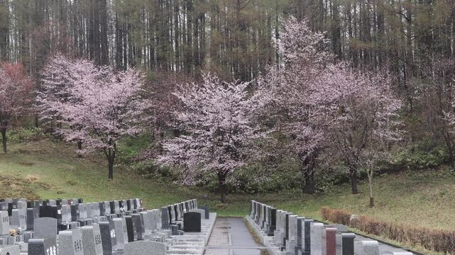 View of cherry blossoms blooming in the cemetery grounds near the Hill of the Buddha in Sapporo, Hokkaido, Japan.