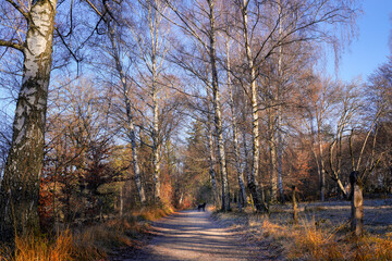 Fototapeta premium Morgens auf dem Andechser Höhenweg im November, Andechs, Oberbayern, Bayern, Deutschland