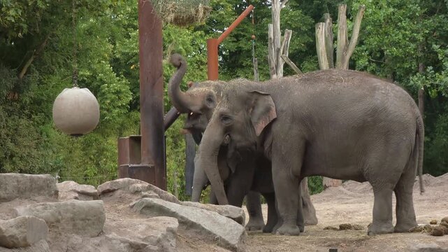 Elephants at the Zoo Playing with Enrichment Toys. Watch as they engage and interact. A fascinating glimpse into their social behavior and intelligence. Perfect for wildlife enthusiasts.