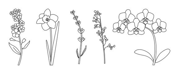 Fototapeta premium Botanical line art illustration of five flowers including forget-me-nots, daffodil, lavender, baby s breath, and orchids. Elegant monochrome design perfect for decor, prints, and floral projects
