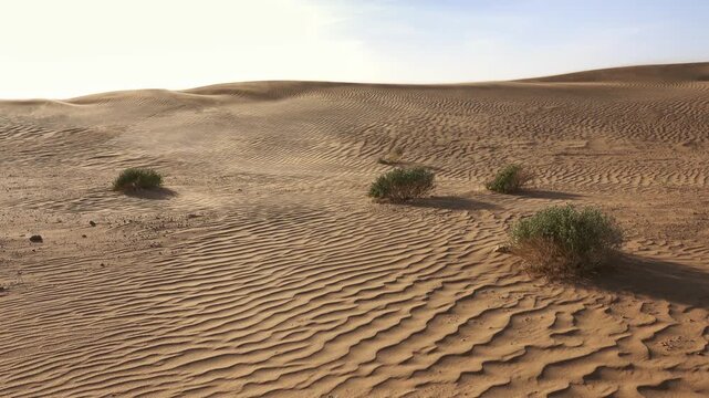 View of the Sahara Desert with wind-swept sand dunes and small desert shrubs under bright daylight in Morocco.