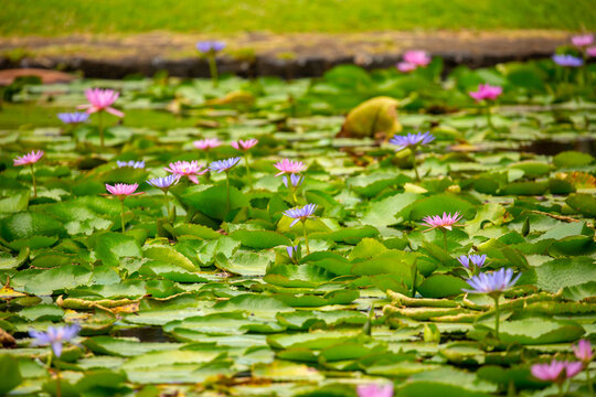Lotus pond. Water lily close up. Sacred lotus flower in Buddhism. Calmness and tranquility. Spa treatments, yoga, meditation. Tropical nature.