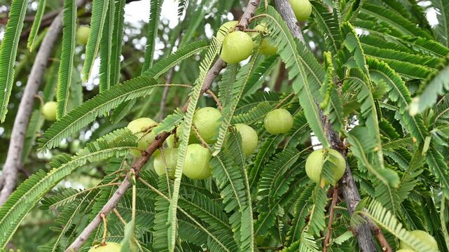 Indian gooseberries or amla fruit growing on a tree, Phyllanthus emblica tree for ayurvedic herbal plant