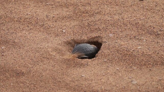 View of a dung beetle emerging from a hole in the sand of the Sahara Desert, Morocco.