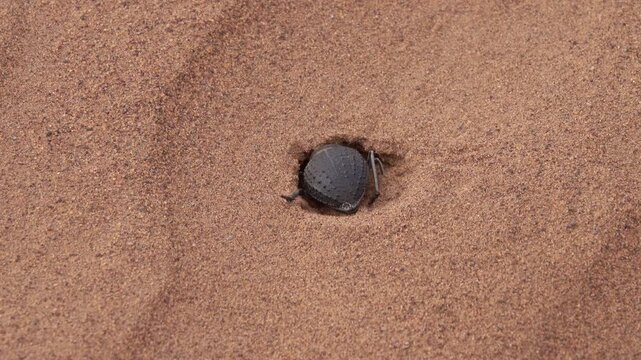 View of a dark beetle emerging from the sand in the Sahara Desert, Morocco.