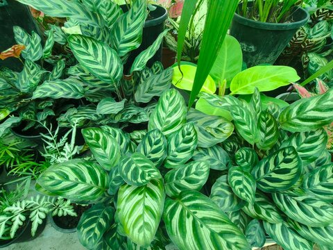 Calathea makoyana plants with striking green patterned leaves grow densely in nursery pots showcasing vibrant indoor foliage and popular home decor greenery.