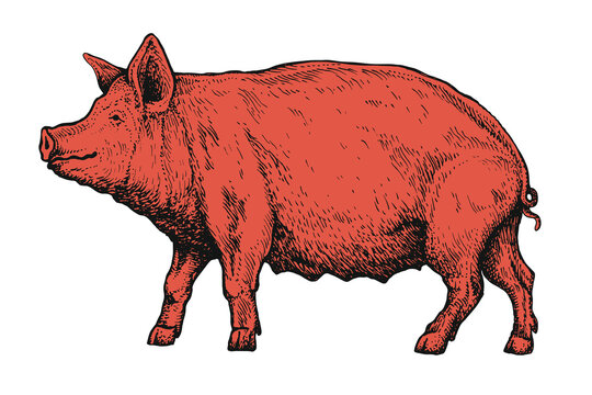 Pig walking in side view. Red and black vintage engraved livestock illustration isolated on transparent background. Farm animal and pork concept. Design for poster, print, sticker, wallpaper