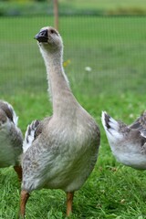 Young domestic goose walking and grazing on lush green grass in a rural farm setting, surrounded by other geese on a summer day, showing natural free range poultry farming and countryside life. © Karolina