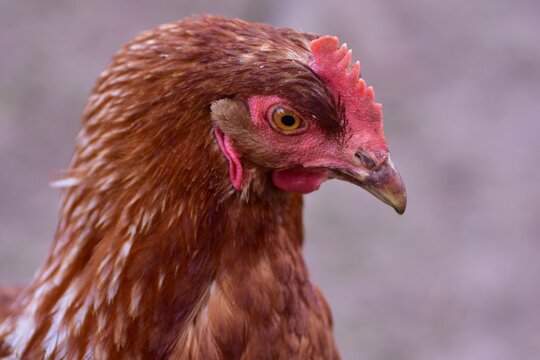 Close-up portrait of a brown hen with detailed feathers, bright eye, red comb and beak against a soft blurred background, capturing the natural appearance of a free range farm chicken.