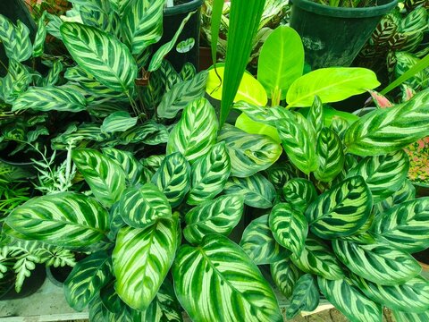 Striped peacock prayer plant leaves exhibit intricate patterns and lush tropical foliage creating natural background for modern indoor botanical decoration.