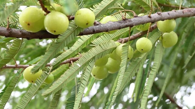 Indian gooseberries or amla fruit growing on a tree, Phyllanthus emblica tree for ayurvedic herbal plant