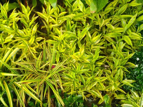 Vibrant yellow and green striped ribbon plant foliage displays dense tropical growth texture ideal for home gardening projects and botanical landscape designs.