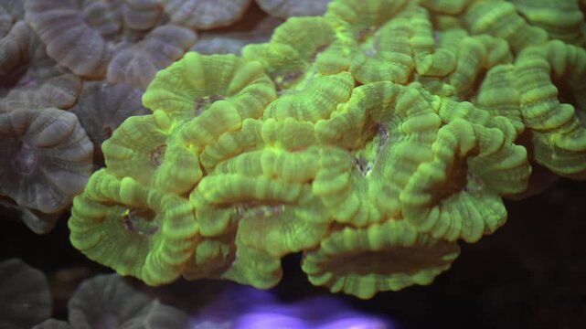View of vibrant green coral polyps growing on the seabed in the clear waters of Portugal.