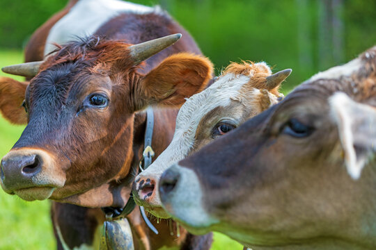 K&uuml;he - cool - Trio - Allg&auml;u - s&uuml;&szlig; - Braunvieh