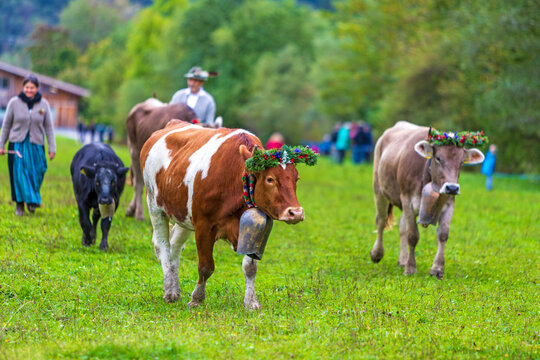 Viehscheid - Allg&auml;u - K&uuml;he - Bad Hindelang - Almabtrieb