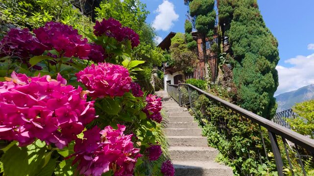 View of vibrant pink hydrangeas lining a stone staircase leading up to a traditional house in the historic village of Hallstatt, Upper Austria, Austria.