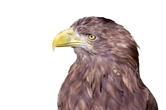 golden eagle isolated on white