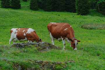 cows on the meadow pyranees alps summer green beautoful chill fauna © Lunar Mind 1111