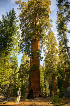 Tourist looking up at a huge sequoia tree. Sequoia National Park. USA.