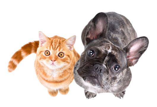 Cute Scottish Straight kitten and French bulldog, top view, isolated on white background