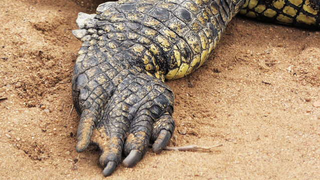 Closeup of the leg of a crocodile at the zoo