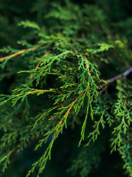 Close-up of green juniper branches with tiny leaves