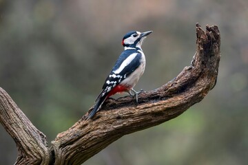 Obraz premium Great Spotted Woodpecker Perched on Dead Branch