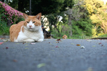 Red and white cat resting on path in park ground angle © toritori_moumou