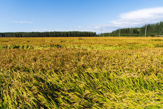 The rice that was blown down by the wind