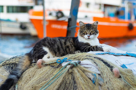 A tabby and white cat with green eyes resting comfortably on a pile of tangled fishing nets, with blurred orange and white fishing boats in the harbor background.