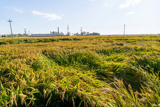 The rice that was blown down by the wind