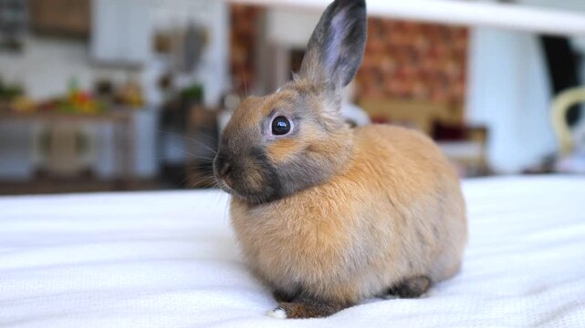 Adorable fluffy brown dwarf rabbit sitting on a soft white blanket inside a cozy home. The small domestic pet is calmly looking around, twitching its nose and showing its cute whiskers
