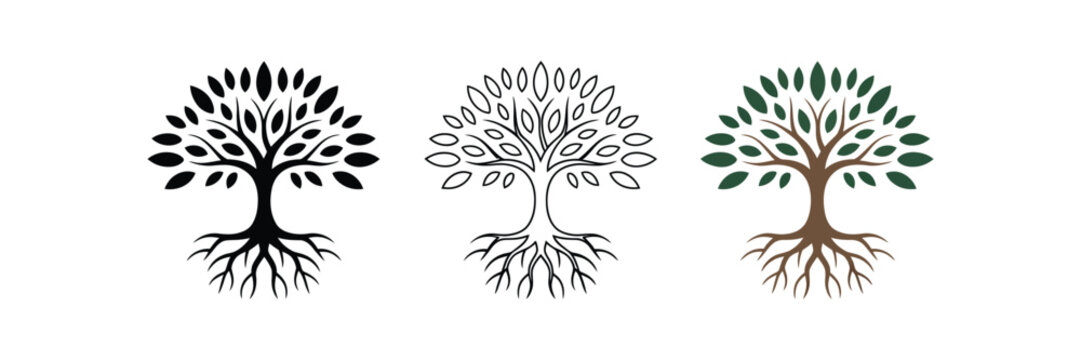 knowledge tree symbols set, botanical roots branches and leaves with three minimal icon styles, black silhouette outline and colored vector illustration