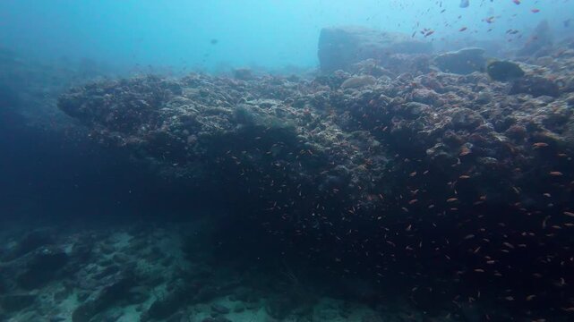 Weh Island, Indonesia : Footage of fishes swims by overhang underwater cave in famous Arus Balee dive site in Weh Island of Sabang in Aceh, Indonesia
