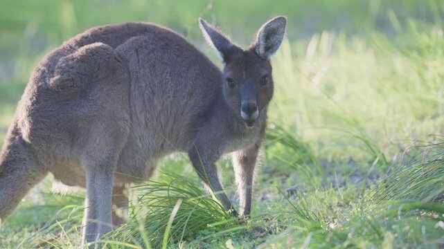 Kangaroo faces the camera in warm backlight, chewing and feeding before pausing to scratch. Soft ambient audio includes magpie and ringneck parrot calls.