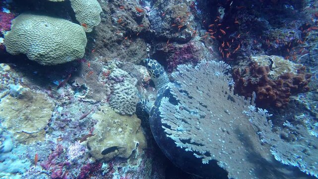 Weh Island, Indonesia : Slow motion footage of turtle hides under hard table coral with rocky underwater topography in Arus Balee dive site in Weh Island of Sabang in Aceh, Sumatra, Indonesia