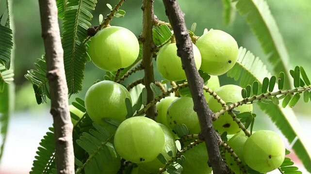 Indian gooseberries or amla fruit growing on a tree, Phyllanthus emblica tree for ayurvedic herbal plant