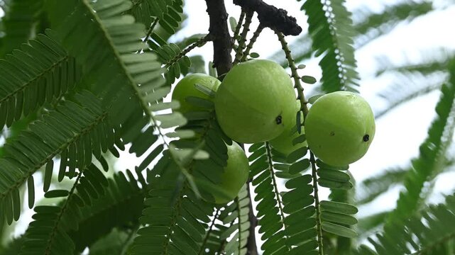 Indian gooseberries or amla fruit growing on a tree, Phyllanthus emblica tree for ayurvedic herbal plant
