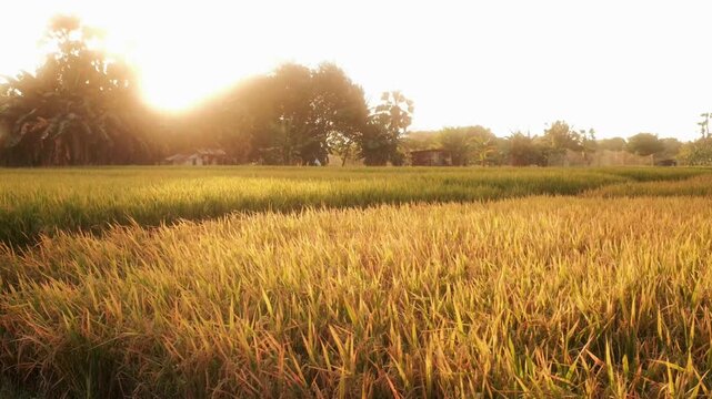 View of rice fields at Praingu Kandang Maujawa during golden hour in Kecamatan Pandawai, Nusa Tenggara Timur, Indonesia.