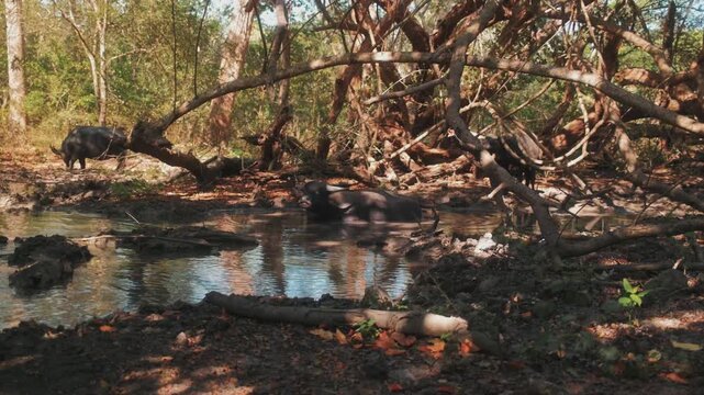 View of water buffalo wading in a muddy pool surrounded by dense forest and tangled tree roots in Loh Buaya Komodo National Park, Komodo, East Nusa Tenggara, Indonesia.