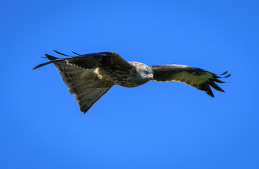 Red Kite Flying Against Blue Sky, Norfolk, UK © Stephen Mace