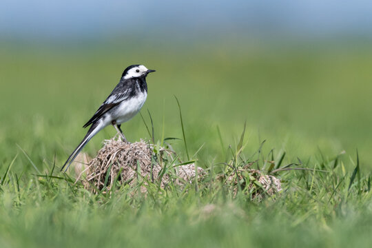 Pied Wagtail Standing on Grass, Norfolk, UK