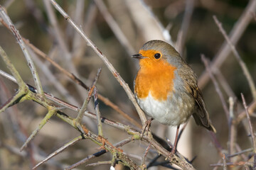 Fototapeta premium European Robin Perched Among Branches, Norfolk, UK