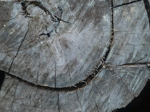 Macro shot of old tree stump cross section texture with growth rings