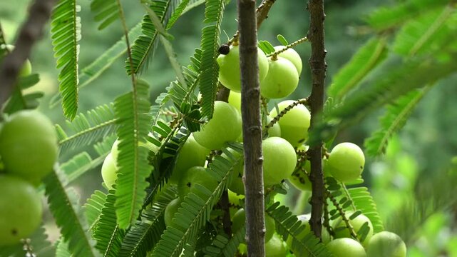 Indian gooseberries or amla fruit growing on a tree, Phyllanthus emblica tree for ayurvedic herbal plant