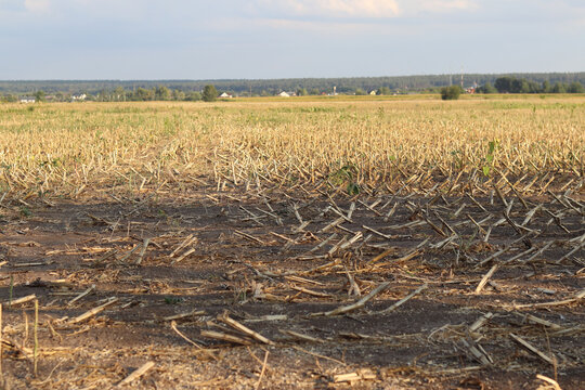 Close-up of a mowed agricultural field. The remains of straw, stubble and rows of mown grain crops are visible on the dry brown earth. The end of the harvest and harvesting season in the agricultural