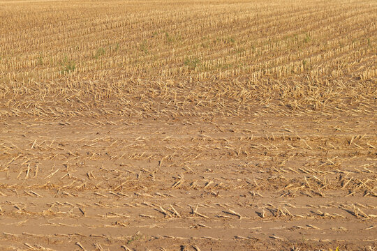 Close-up of a mowed agricultural field. The remains of straw, stubble and rows of mown grain crops are visible on the dry brown earth. The end of the harvest and harvesting season in the agricultural