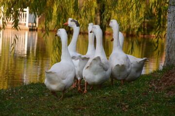 Flock of white geese on grass beside lake, autumn lakeside natural scenery © LI RONGYA