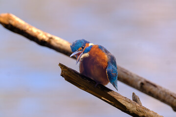 Obraz premium Close-up wildlife photograph of a colorful kingfisher perched calmly on a natural branch, showcasing its vibrant blue and orange plumage, sharp beak, and detailed feathers. 